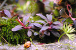 copy_154_Bucephalandra-sp.-Sherry-3.jpg