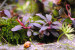 copy_154_Bucephalandra-sp.-Sherry-3.jpg