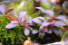 copy_664_Bucephalandra-sp.-Sherry-1.jpg