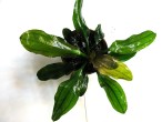 echinodorus_apart-4 .jpg