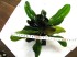 echinodorus_apart-5 .jpg