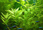 hygrophila_polysperma_1.jpg