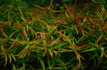 ludwigia brevipes.jpg