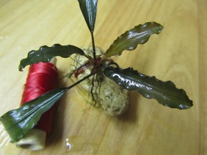 Изображение 1468.jpg