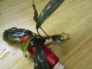 Изображение 1488.jpg