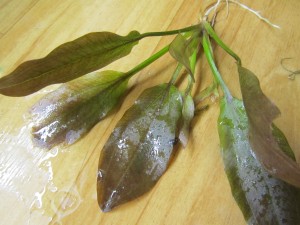 Изображение 1517.jpg