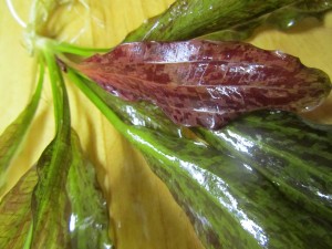 Изображение 1520.jpg