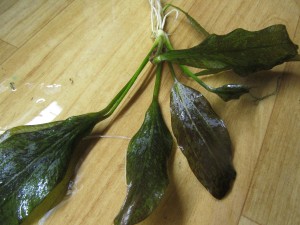 Изображение 1523.jpg