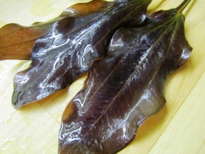 Изображение 1541.jpg