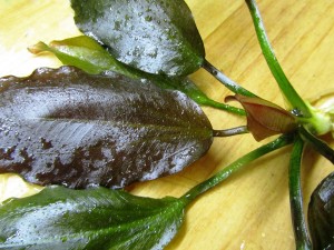 Изображение 1552.jpg