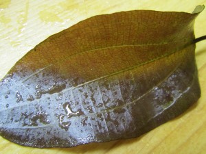 Изображение 1560.jpg