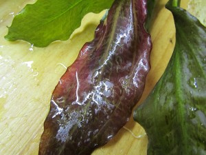 Изображение 1562.jpg