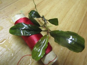 Изображение 1619.jpg