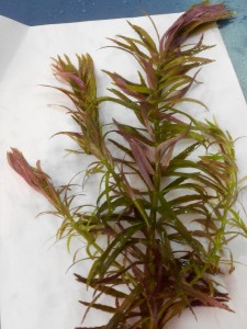 Людвигия пантанал 2.jpg