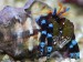 Calcinus Elegans.jpg