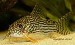 Corydoras_sterbai[1].jpg