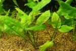 Cryptocoryne_pontederiifolia_1[1].jpg