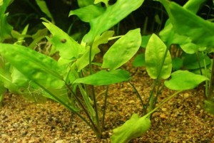 Cryptocoryne_pontederiifolia_1[1].jpg