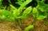 Cryptocoryne_pontederiifolia_1[1].jpg