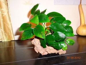 DSC00620.JPG