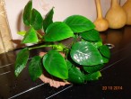 DSC00630.JPG