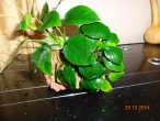DSC00631.JPG