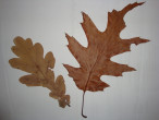 DSC05379.JPG