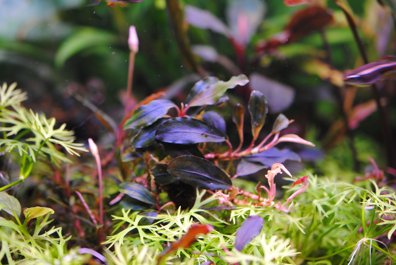 Аукцион aquaforum » Bucephalandra sp. Batang kawa