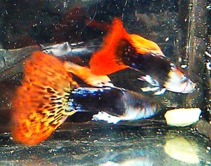 IMAG0202.jpg