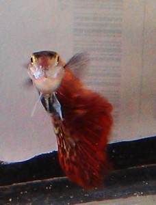 IMAG0212.jpg