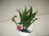MicrosorumSpWaveLeaf-4.JPG