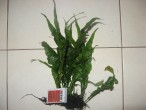 MicrosorumSpWaveLeaf-6.JPG