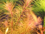 Rotala enie.JPG