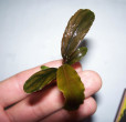 Silver-Powder-1-2.jpg
