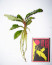 Treasure-2011-West-Kalimantan-3.jpg