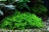 christmas_moss.jpg