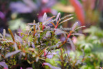 copy_561_copy_88_copy_328_Bucephalandra-sp.-Fake-Catherineae-2.jpg