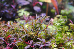 copy_687_copy_622_copy_230_Bucephalandra-sp.-Fake-Catherineae-3.jpg