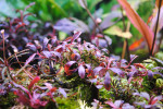 copy_704_Bucephalandra-sp.-Brownie-Ghost-1.jpg