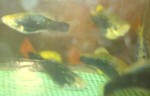copy_743_DSC00936.jpg