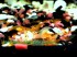 copy_929_copy_924_DSC06034.jpg