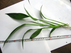 e1.jpg