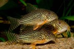 somik-shterba---corydoras-sterbai_1[1].jpg
