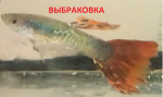 Безымянный - 2.png