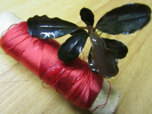 Изображение 1736.jpg