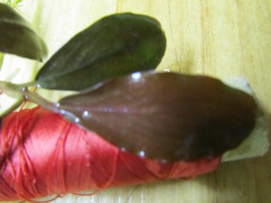 Изображение 1745.jpg