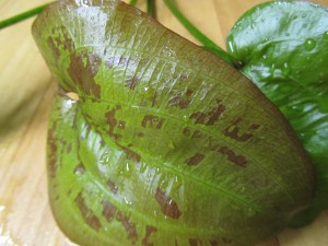 Изображение 1781.jpg