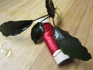 Изображение 1831.jpg