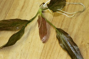 Изображение 1866.jpg