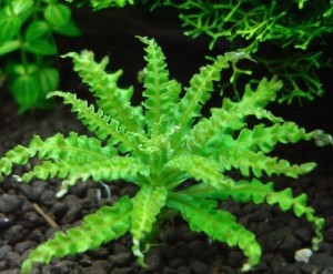 Погостемон Хелфера.jpg